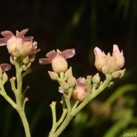 Melochia umbellata (Houtt.) Stapf